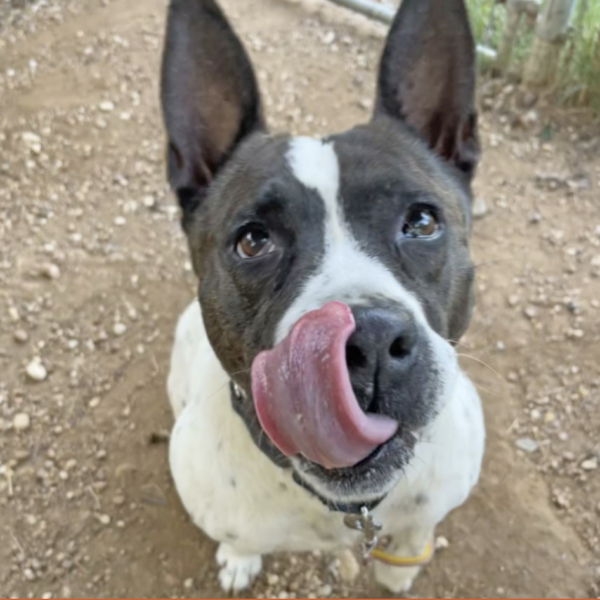 Black and white Australian Cattle Dog mix standing up, looking at camera with her tongue out!